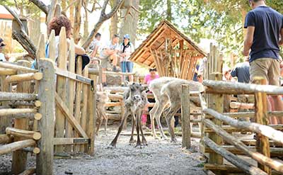 Rentiere Rotwand